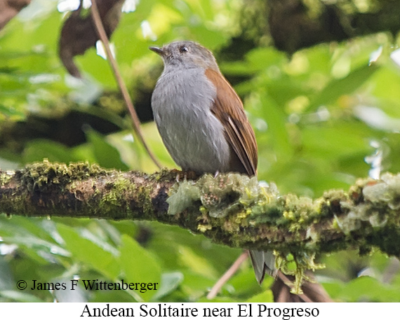 Andean Solitaire - &copy; Laura L Fellows and Exotic Birding tours
