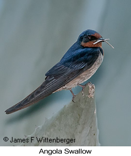 Angola Swallow - © James F Wittenberger and Exotic Birding LLC Angola Swallow - © James F Wittenberger and Exotic Birding LLC