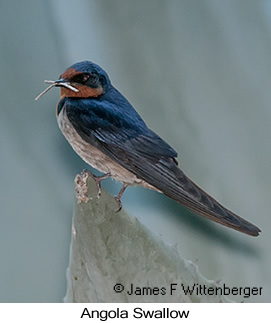 Angola Swallow - © James F Wittenberger and Exotic Birding LLC Angola Swallow - © James F Wittenberger and Exotic Birding LLC