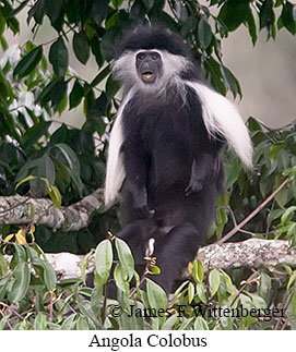 Angolan Colobus - © James F Wittenberger and Exotic Birding LLC Angolan Colobus - © James F Wittenberger and Exotic Birding LLC