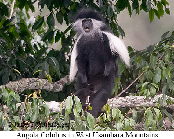 Angolan Colobus - © James F Wittenberger and Exotic Birding LLC