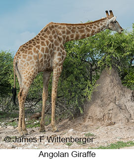 Angolan Giraffe - © James F Wittenberger and Exotic Birding LLC