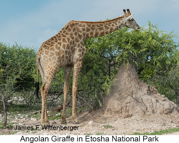 Angolan Giraffe - © James F Wittenberger and Exotic Birding LLC