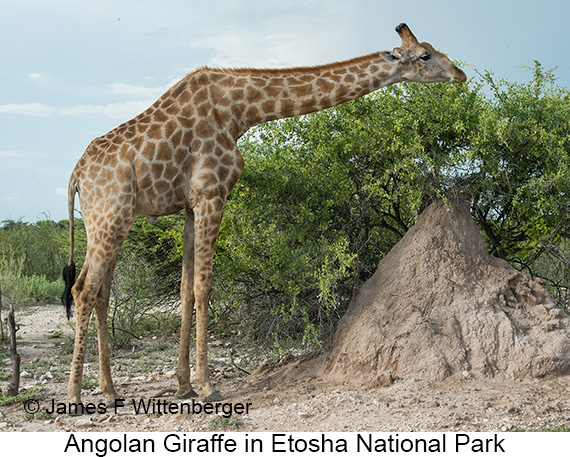 Angolan Giraffe - © James F Wittenberger and Exotic Birding LLC