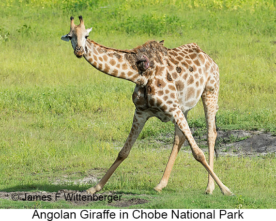 Angolan Giraffe - © James F Wittenberger and Exotic Birding LLC