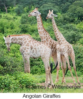 Angolan Giraffe - © James F Wittenberger and Exotic Birding LLC Angolan Giraffe - © James F Wittenberger and Exotic Birding LLC
