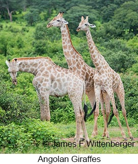 Angolan Giraffe - © James F Wittenberger and Exotic Birding LLC