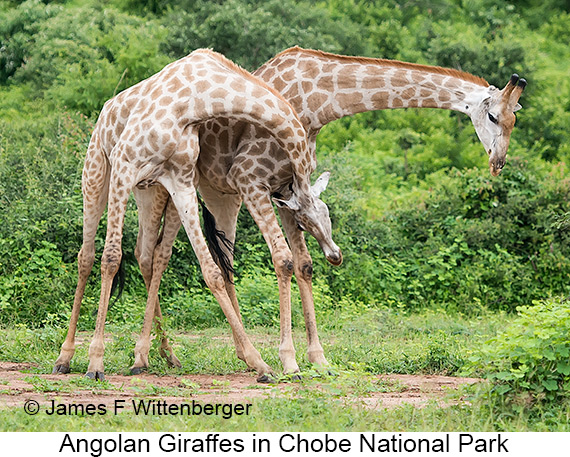 Angolan Giraffe - © James F Wittenberger and Exotic Birding LLC