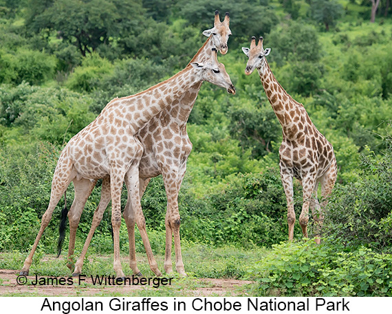 Angolan Giraffe - © James F Wittenberger and Exotic Birding LLC Angolan Giraffe - © James F Wittenberger and Exotic Birding LLC