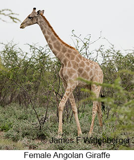 Angolan Giraffe - © James F Wittenberger and Exotic Birding LLC