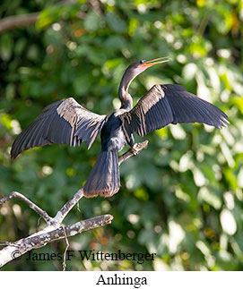 Anhinga - © James F Wittenberger and Exotic Birding LLC