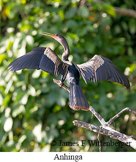 Anhinga - © James F Wittenberger and Exotic Birding LLC