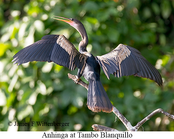 Anhinga - © James F Wittenberger and Exotic Birding LLC