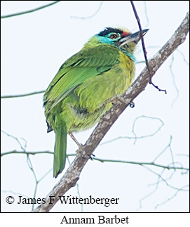 Annam Barbet - © James F Wittenberger and Exotic Birding LLC