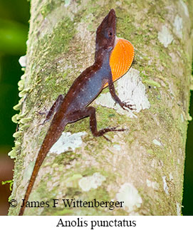 Anolis Punctatus - © James F Wittenberger and Exotic Birding LLC Anolis Punctatus - © James F Wittenberger and Exotic Birding LLC