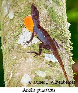 Anolis Punctatus - © James F Wittenberger and Exotic Birding LLC