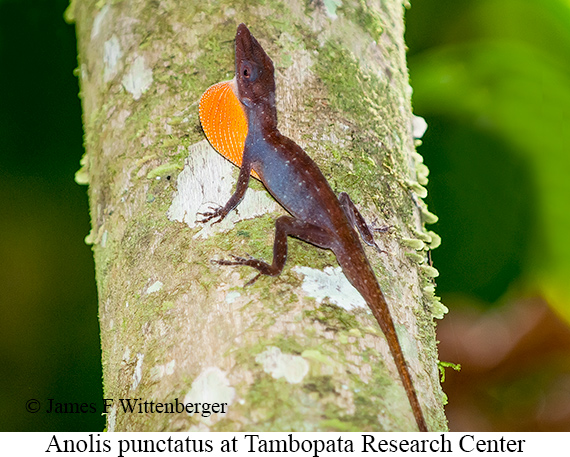 Anolis Punctatus - © James F Wittenberger and Exotic Birding LLC