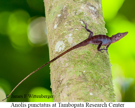 Anolis Punctatus - © James F Wittenberger and Exotic Birding LLC