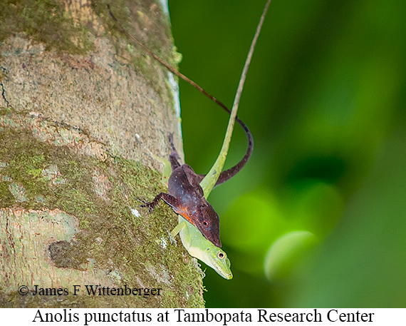 Anolis Punctatus - © James F Wittenberger and Exotic Birding LLC