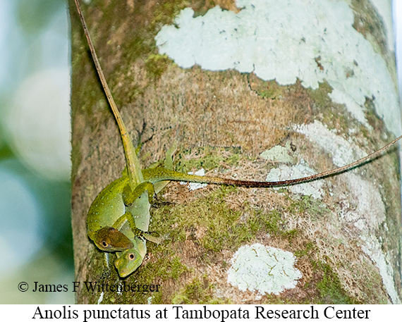 Anolis Punctatus - © James F Wittenberger and Exotic Birding LLC