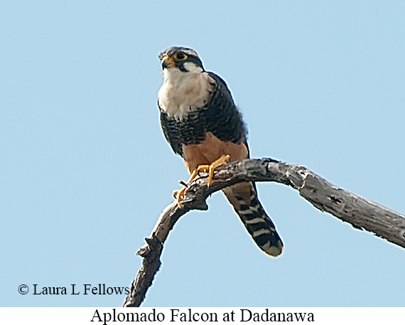 Aplomado Falcon - © Laura L Fellows and Exotic Birding LLC