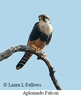 Aplomado Falcon - © Laura L Fellows and Exotic Birding LLC Aplomado Falcon - © Laura L Fellows and Exotic Birding LLC