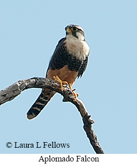 Aplomado Falcon - © Laura L Fellows and Exotic Birding LLC