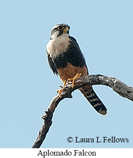 Aplomado Falcon - © Laura L Fellows and Exotic Birding LLC