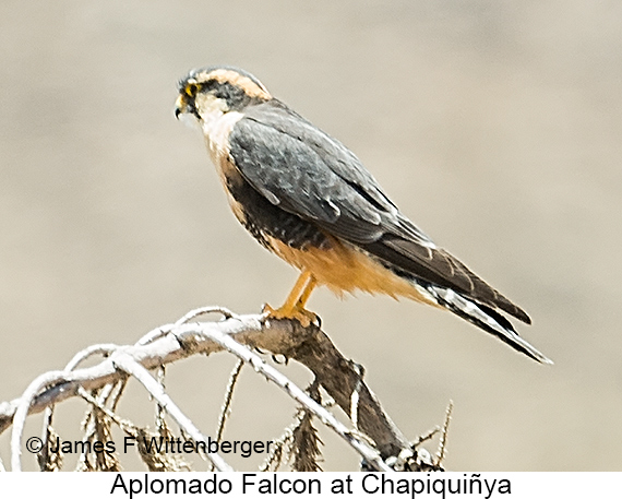 Aplomado Falcon - © James F Wittenberger and Exotic Birding LLC Aplomado Falcon - © James F Wittenberger and Exotic Birding LLC