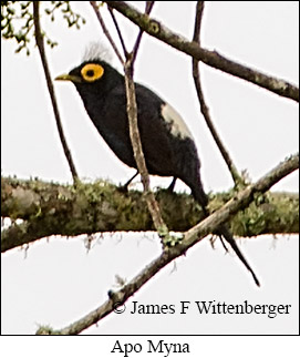 Apo Myna - &copy; James F Wittenberger and Exotic Birding LLC