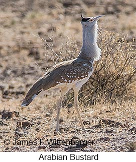 Arabian Bustard - © James F Wittenberger and Exotic Birding LLC