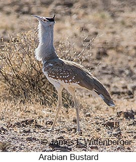 Arabian Bustard - © James F Wittenberger and Exotic Birding LLC