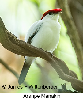 Araripe Manakin - © James F Wittenberger and Exotic Birding LLC Araripe Manakin - © James F Wittenberger and Exotic Birding LLC