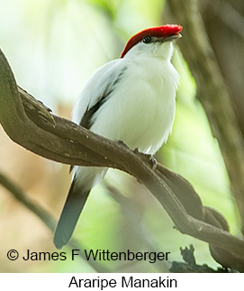 Araripe Manakin - © James F Wittenberger and Exotic Birding LLC