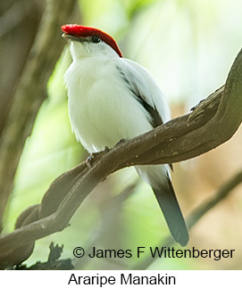 Araripe Manakin - © James F Wittenberger and Exotic Birding LLC