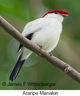 Araripe Manakin - © James F Wittenberger and Exotic Birding LLC Araripe Manakin - © James F Wittenberger and Exotic Birding LLC
