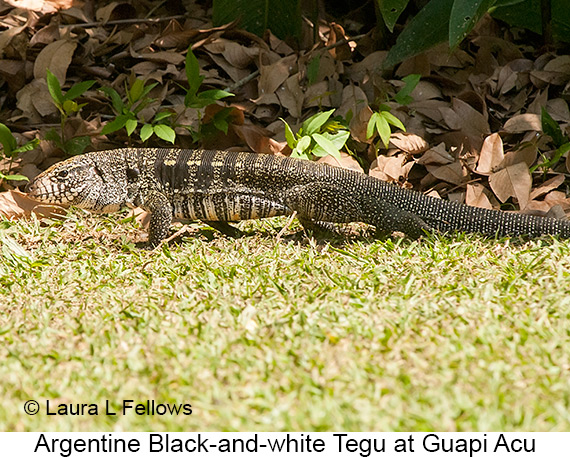 Argentine Black-and-white Tegu - © James F Wittenberger and Exotic Birding LLC