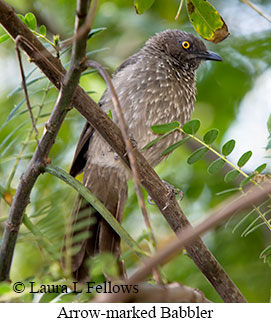 Arrow-marked Babbler - © Laura L Fellows and Exotic Birding LLC