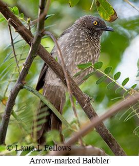 Arrow-marked Babbler - © Laura L Fellows and Exotic Birding LLC Arrow-marked Babbler - © Laura L Fellows and Exotic Birding LLC