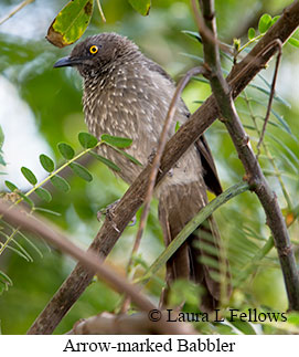 Arrow-marked Babbler - © Laura L Fellows and Exotic Birding LLC Arrow-marked Babbler - © Laura L Fellows and Exotic Birding LLC
