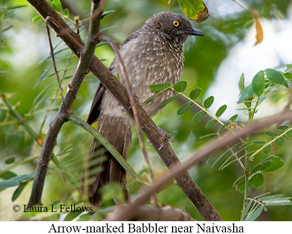 Arrow-marked Babbler - © Laura L Fellows and Exotic Birding LLC