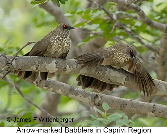 Arrow-marked Babbler - © James F Wittenberger and Exotic Birding LLC