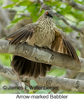 Arrow-marked Babbler - © James F Wittenberger and Exotic Birding LLC