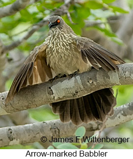 Arrow-marked Babbler - © James F Wittenberger and Exotic Birding LLC Arrow-marked Babbler - © James F Wittenberger and Exotic Birding LLC