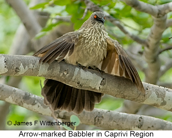 Arrow-marked Babbler - © James F Wittenberger and Exotic Birding LLC