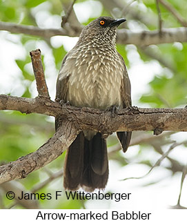 Arrow-marked Babbler - © James F Wittenberger and Exotic Birding LLC