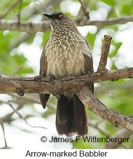 Arrow-marked Babbler - © James F Wittenberger and Exotic Birding LLC