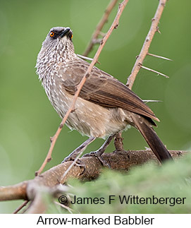 Arrow-marked Babbler - © James F Wittenberger and Exotic Birding LLC Arrow-marked Babbler - © James F Wittenberger and Exotic Birding LLC