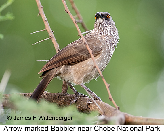 Arrow-marked Babbler - © James F Wittenberger and Exotic Birding LLC