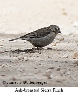Ash-breasted Sierra Finch - © James F Wittenberger and Exotic Birding LLC